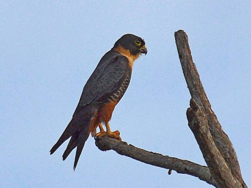 Falco pipistrello, Foto 3