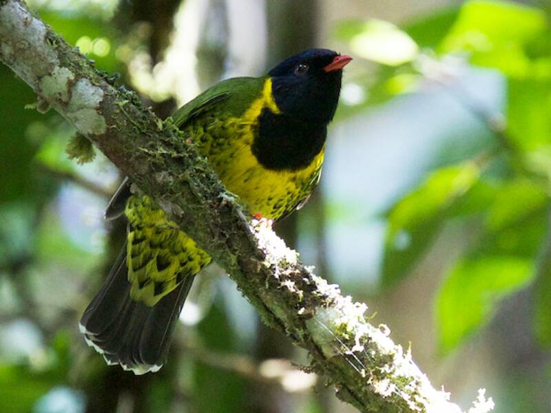 Band-tailed Fruiteater, Photos 3