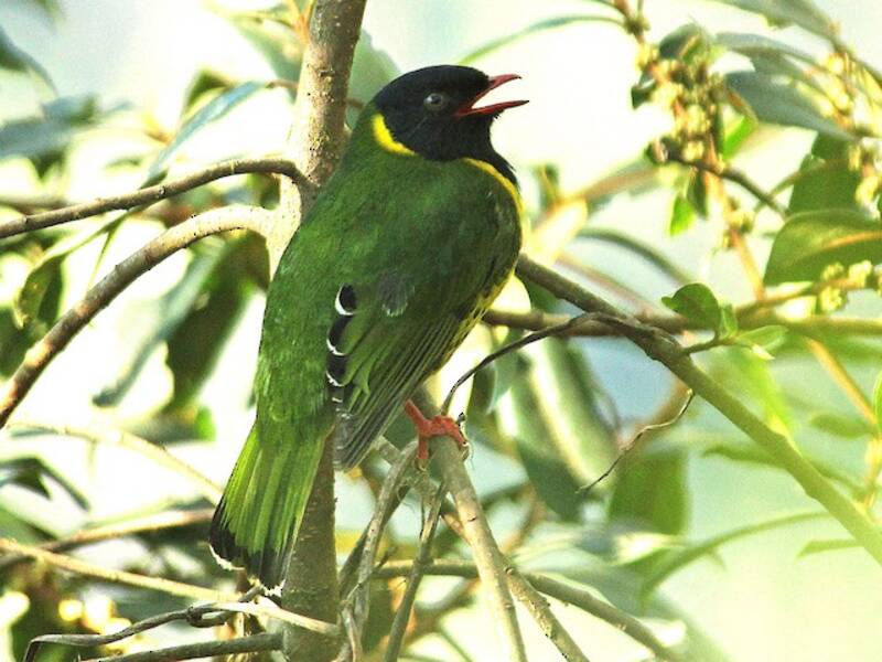 Band-tailed Fruiteater