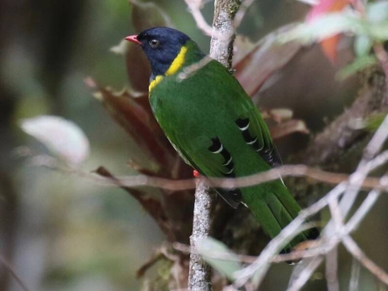 Band-tailed Fruiteater, Photos 4