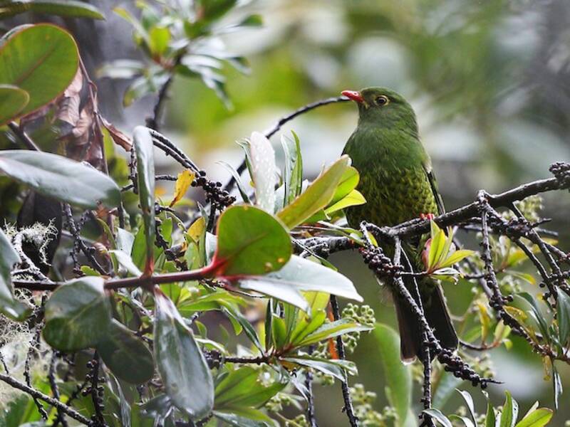 Band-tailed Fruiteater, Photos 2