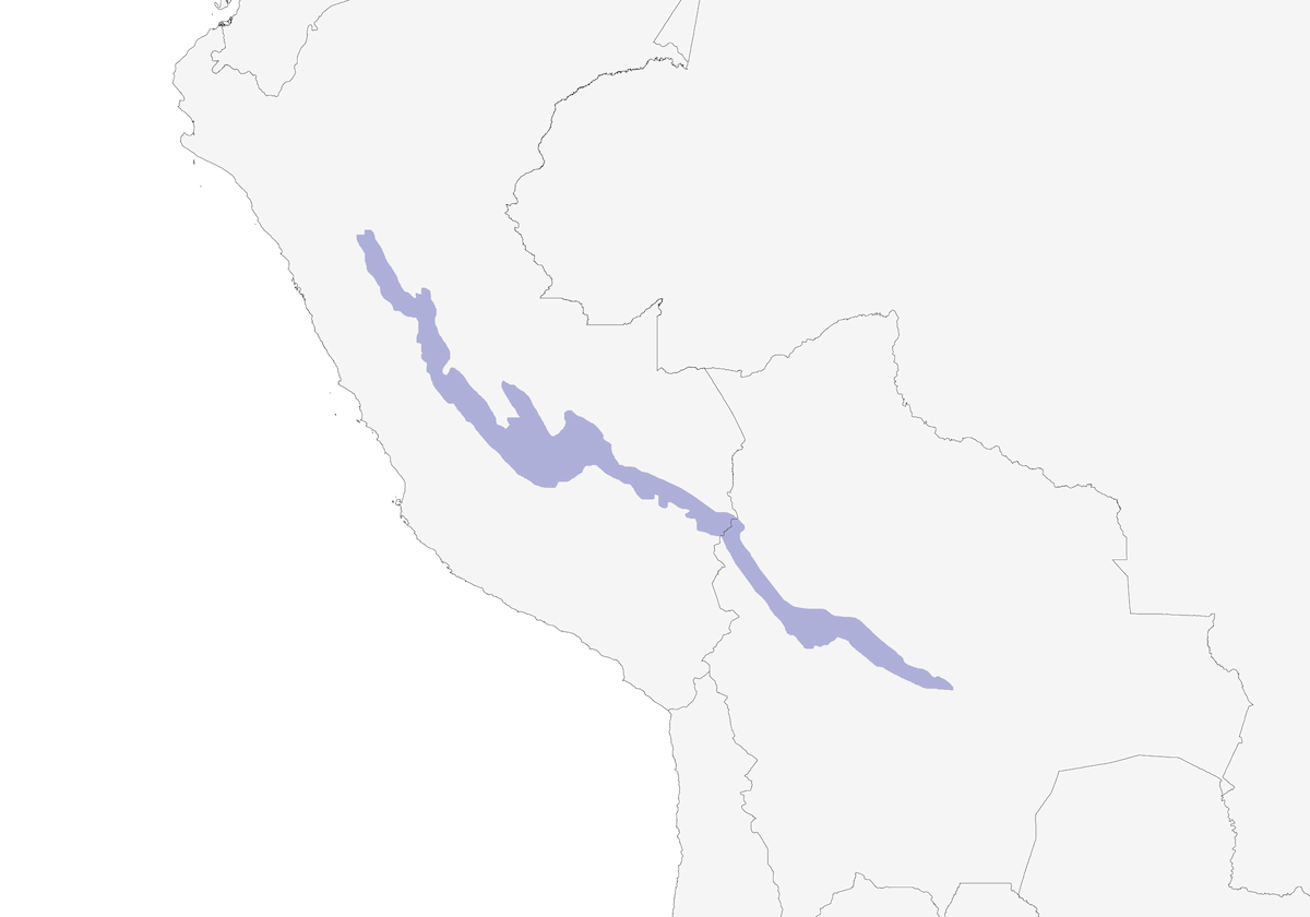 Band-tailed Fruiteater, Distribution 1