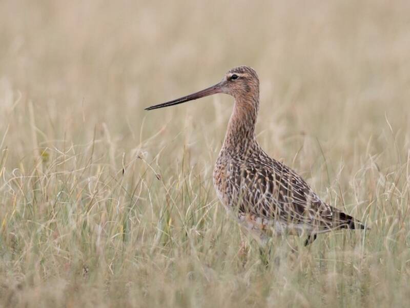 Bar-tailed Godwit (Limosa lapponica)