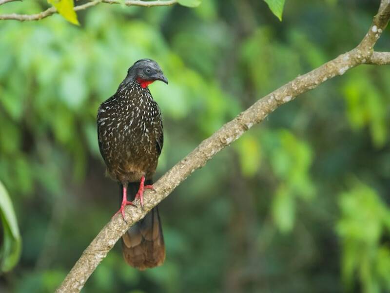 Guan codafasciata, Foto 2