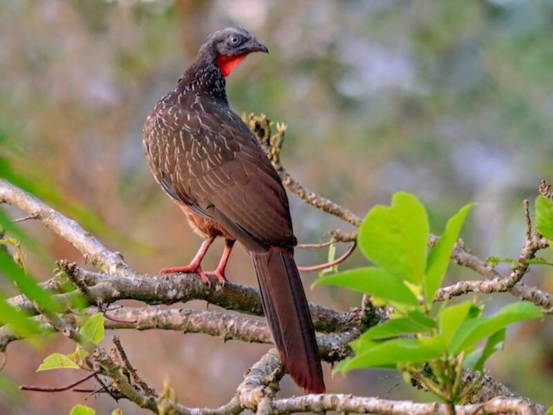 Guan codafasciata, Foto 3