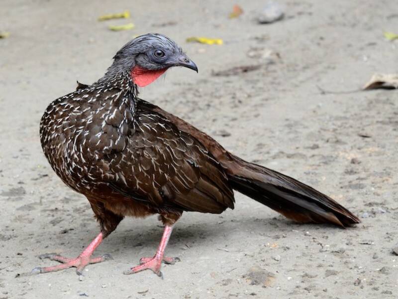 Guan codafasciata, Foto 4