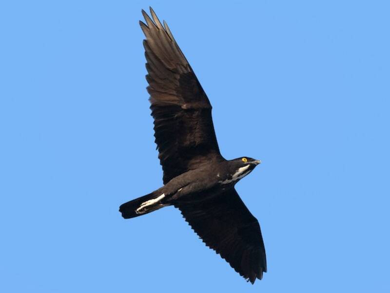 Nibbio dei pipistrelli, Foto 3