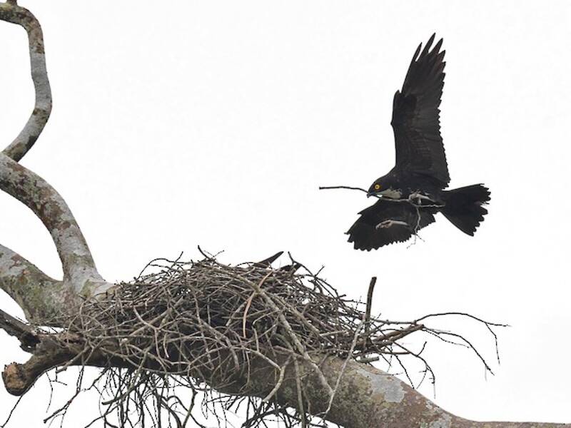 Nibbio dei pipistrelli, Foto 4