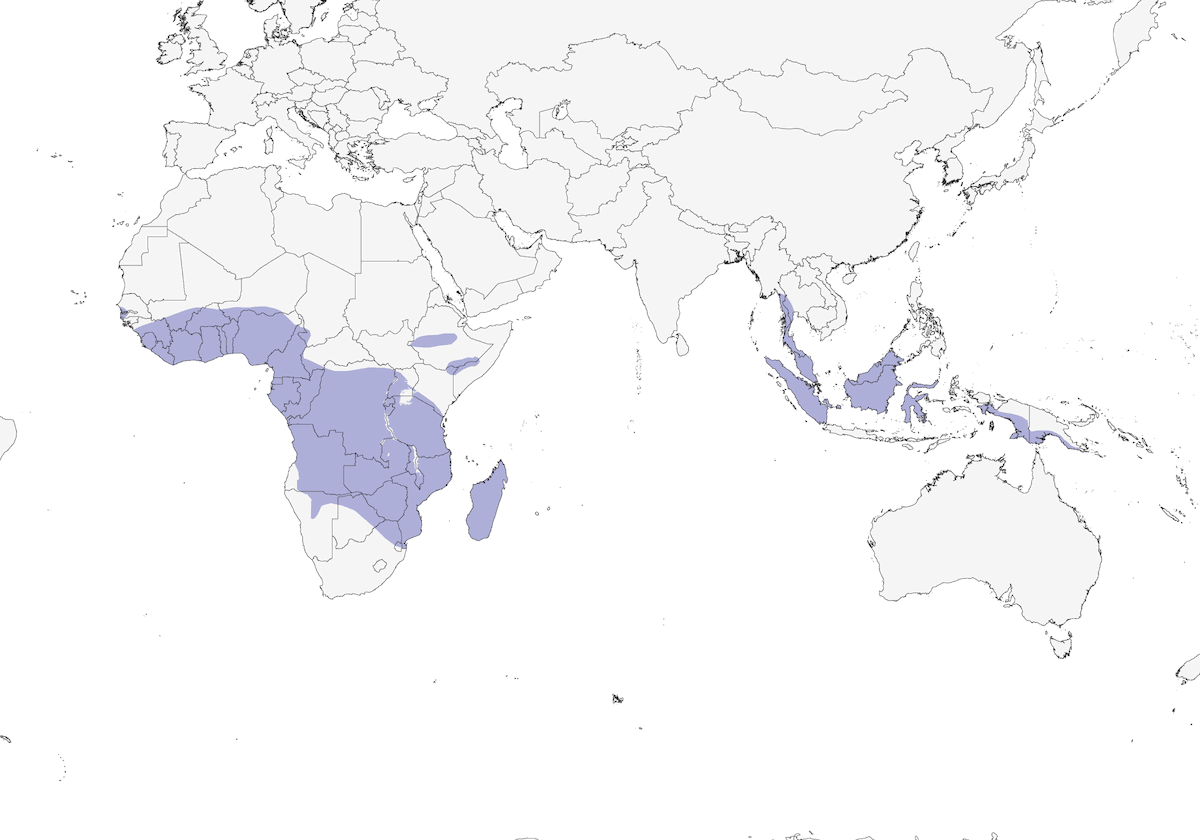 Nibbio dei pipistrelli, Distribuzione 1