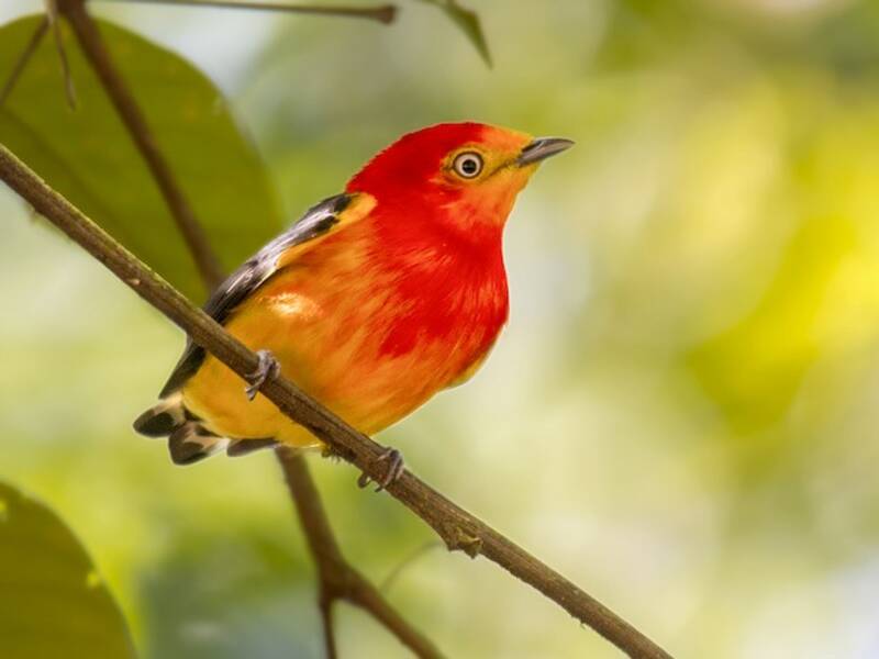 Band-tailed Manakin, Photos 2