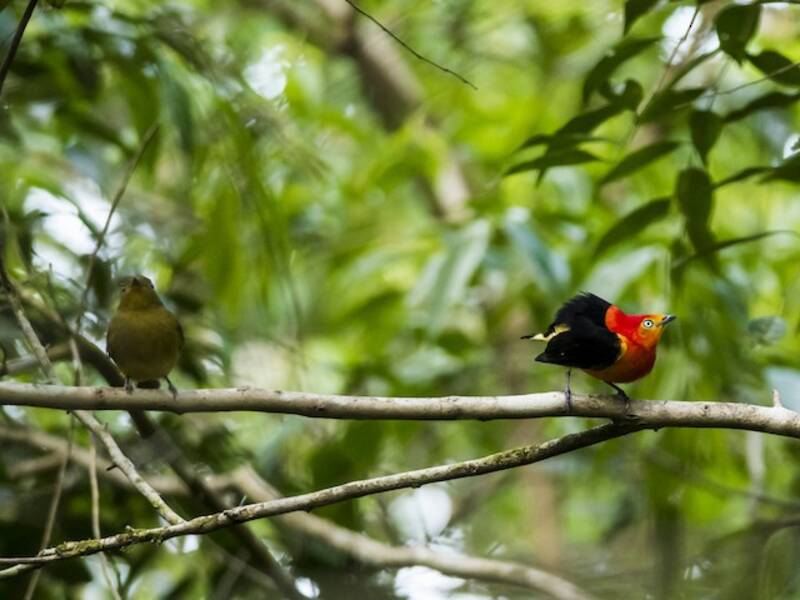 Band-tailed Manakin