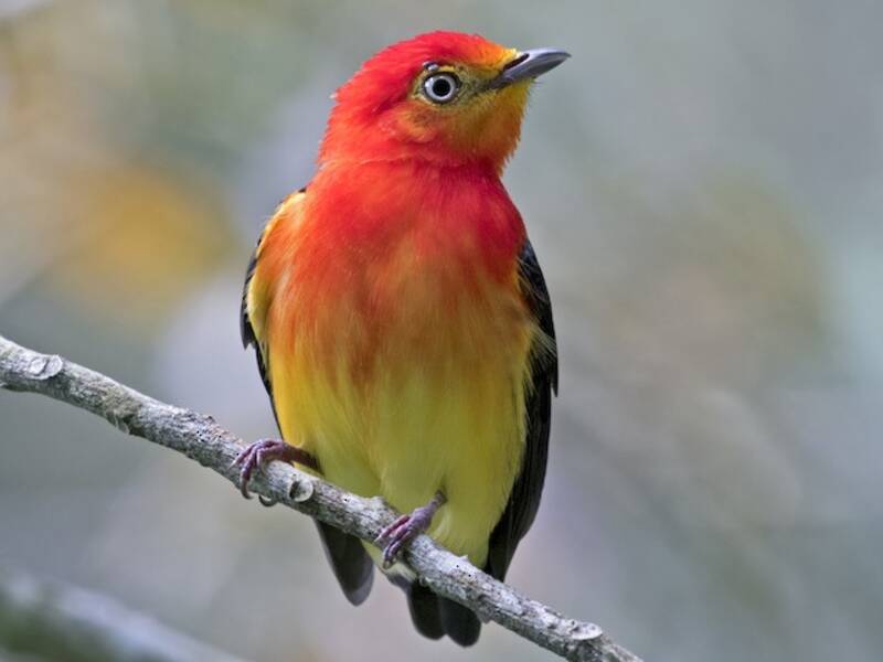 Band-tailed Manakin, Photos 3