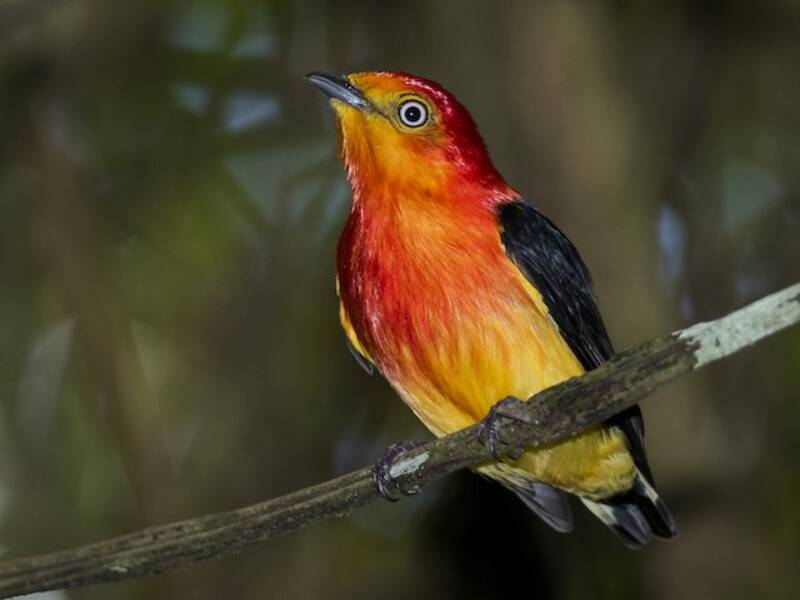 Band-tailed Manakin, Photos 4