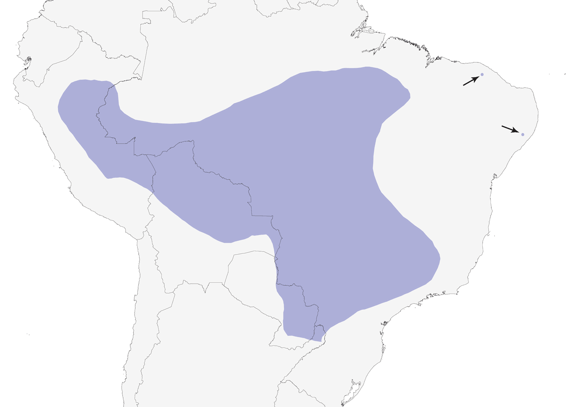 Band-tailed Manakin, Distribution 1