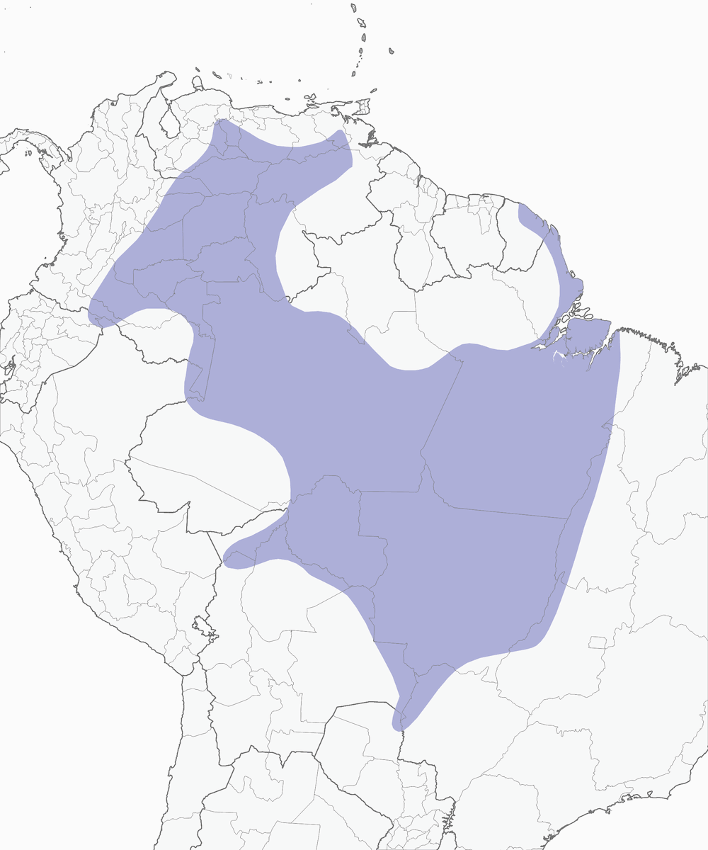 Chotacabras colibandeado, Distribución 1