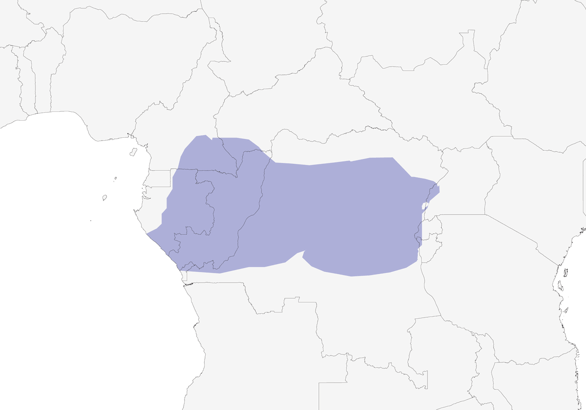 Chotacabras de Bates, Distribución 1