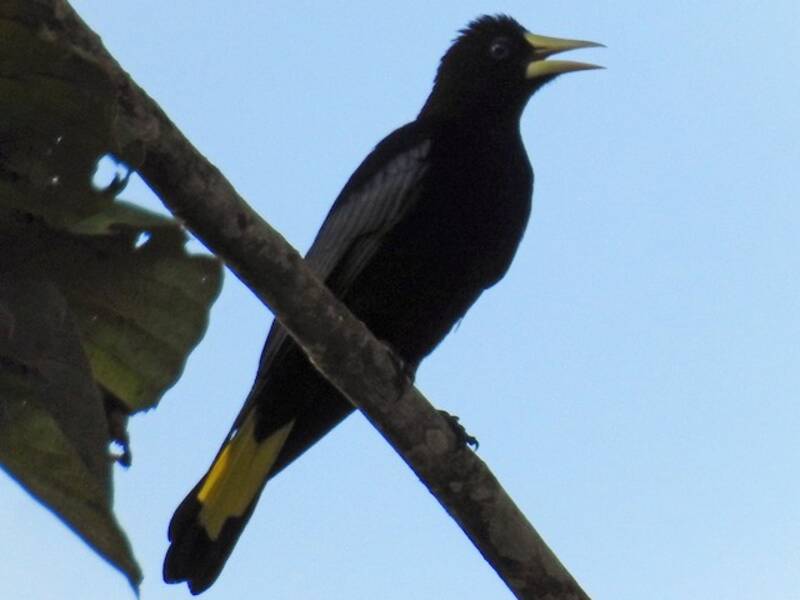 Cacico dalla coda fasciata