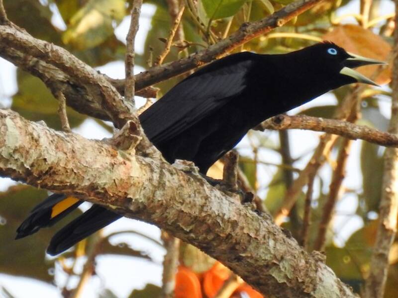 Cacico dalla coda fasciata, Foto 2