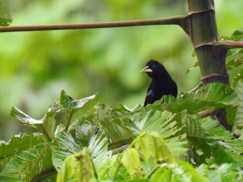 Cacico dalla coda fasciata, Foto 3
