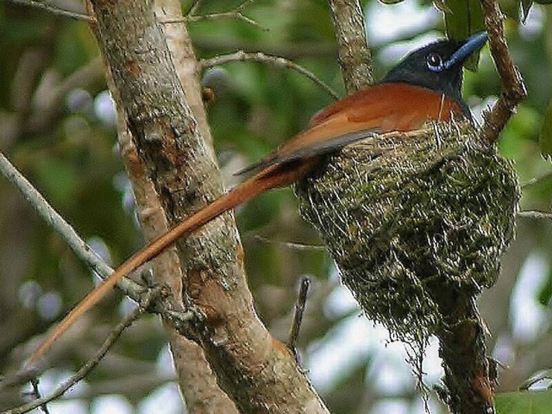 Bates's Paradise-Flycatcher, Photos 3