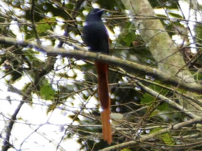 Bates's Paradise-Flycatcher, Photos 2