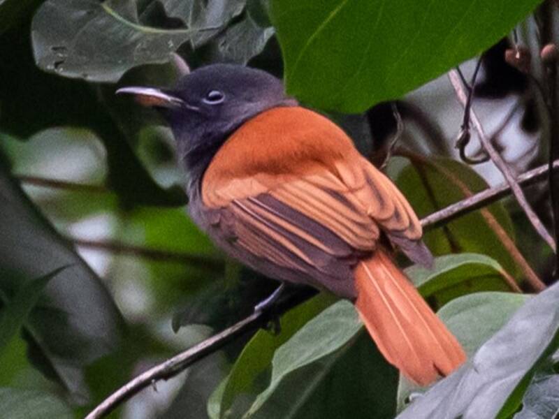 Bates's Paradise-Flycatcher, Photos 4