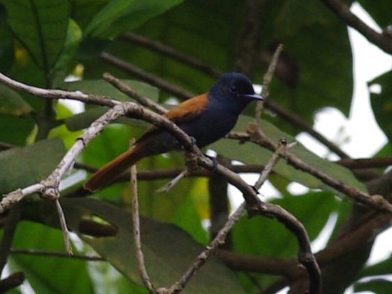 Bates's Paradise-Flycatcher