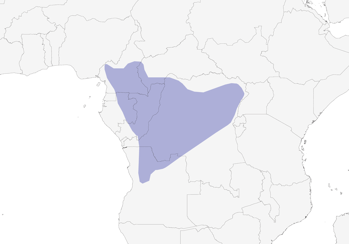 Bates's Paradise-Flycatcher, Distribution 1