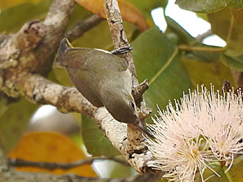 Bates's Sunbird