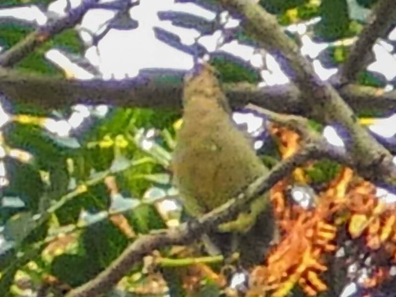 Nectarinia de Bates, Fotos 2