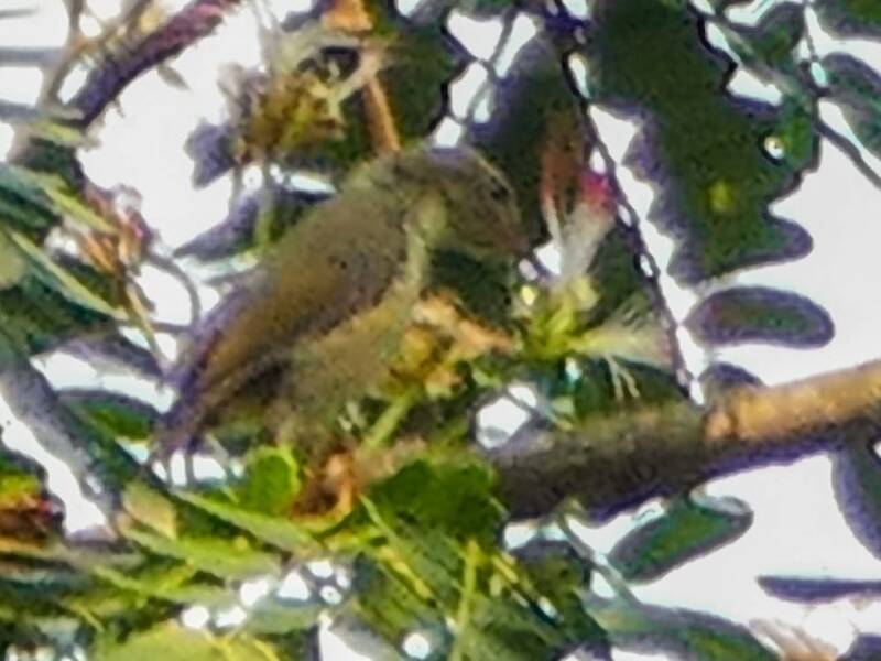 Nectarinia de Bates, Fotos 3