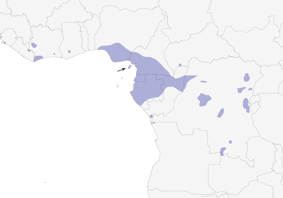 Nectarinia de Bates, Distribución 1