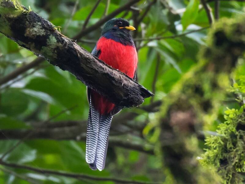 Trogone codabarrata