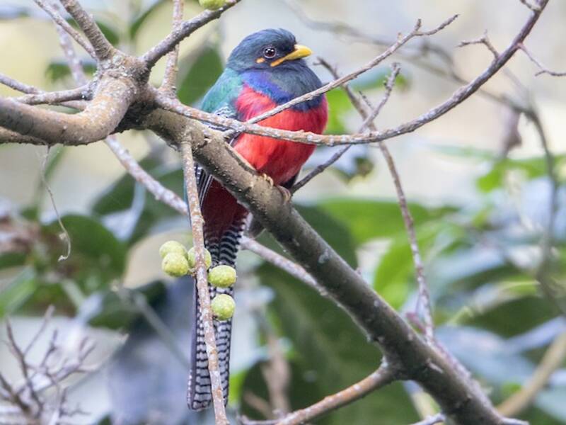 Bar-tailed Trogon, Photos 3