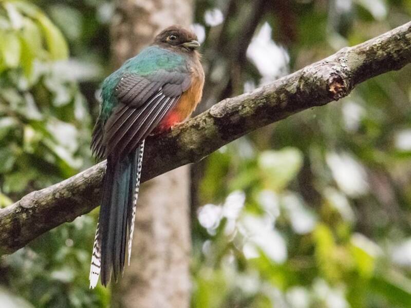 Bar-tailed Trogon, Photos 4