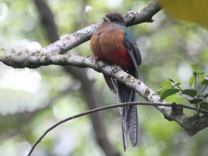 Bar-tailed Trogon, Photos 2