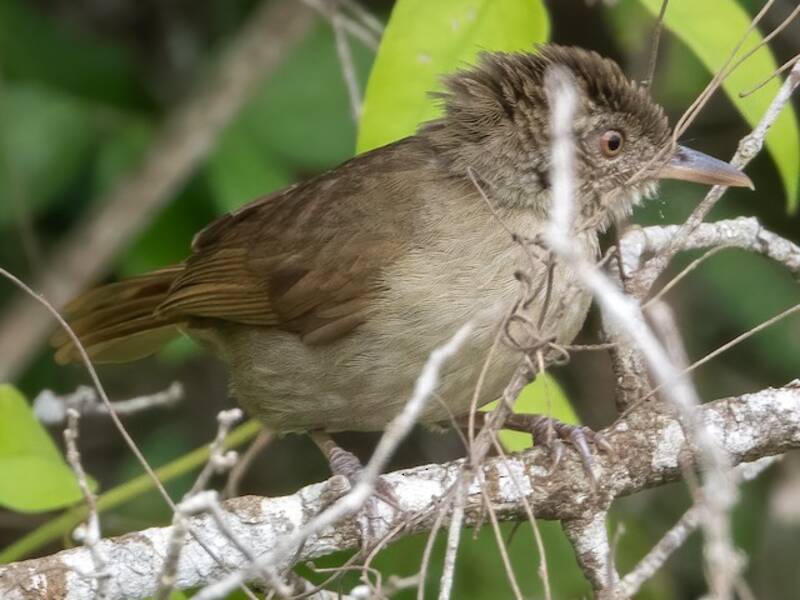 Baumann's Greenbul, Photos 3