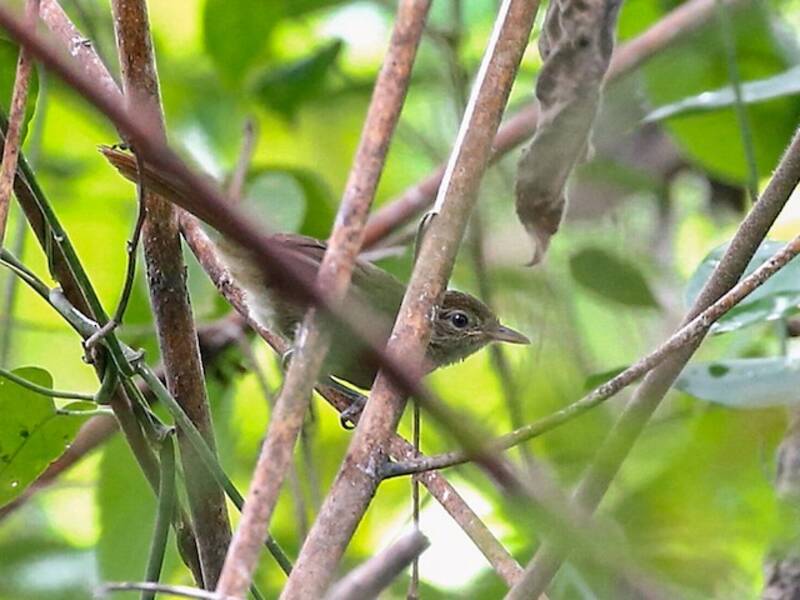 Baumann's Greenbul, Photos 2