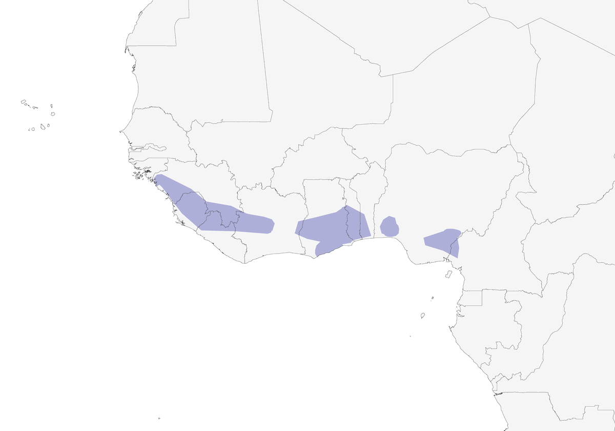 Baumann's Greenbul, Distribution 1