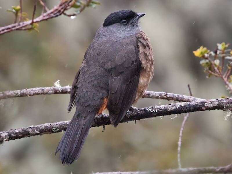 Cotinga ventrirrufa