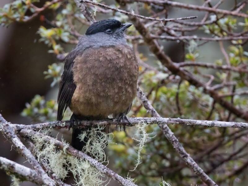 Cotinga ventrirrufa, Fotos 2