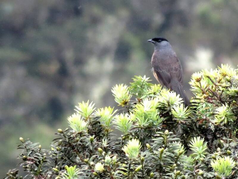 Cotinga ventrirrufa, Fotos 3