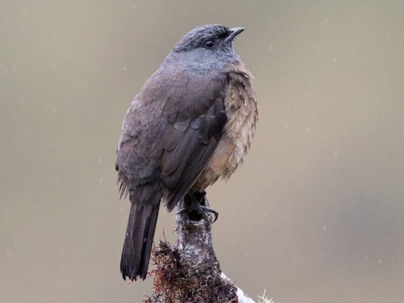 Cotinga ventrirrufa, Fotos 4