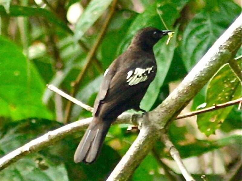 Black-and-white Bulbul, Photos 3