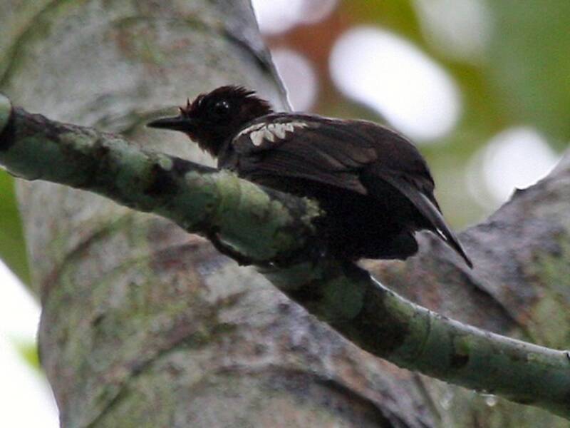 Black-and-white Bulbul, Photos 2