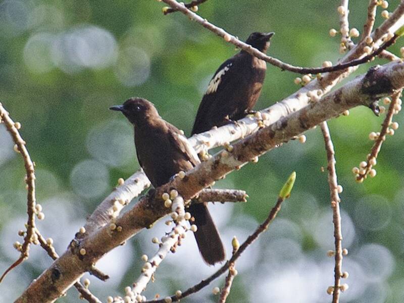 Black-and-white Bulbul