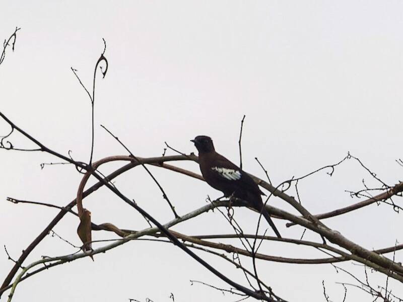 Black-and-white Bulbul, Photos 4