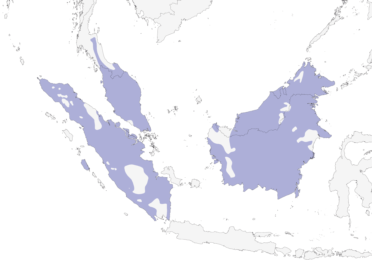 Black-and-white Bulbul, Distribution 1