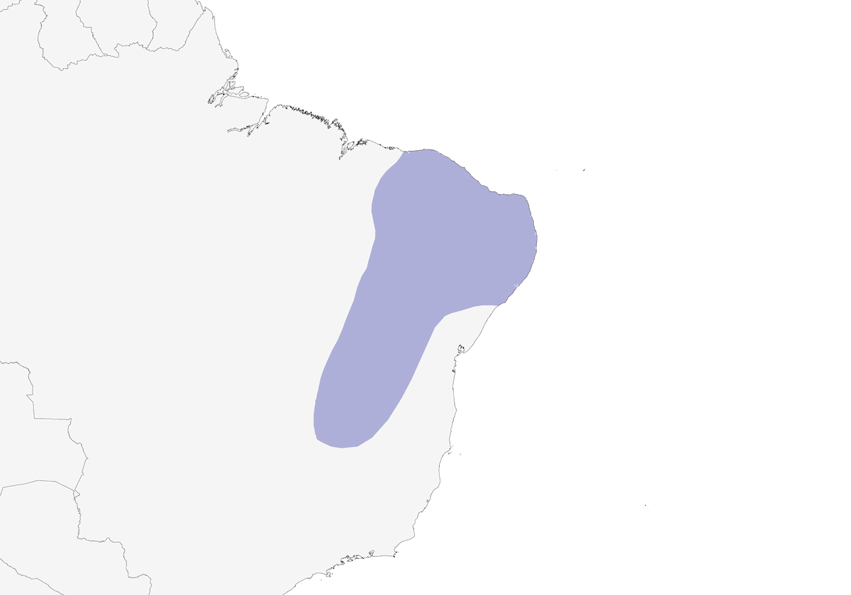 Ala baia chiara, Distribuzione 1