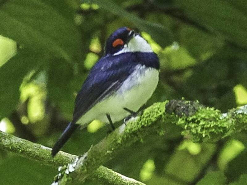 Platycerque à collier, Photos 2